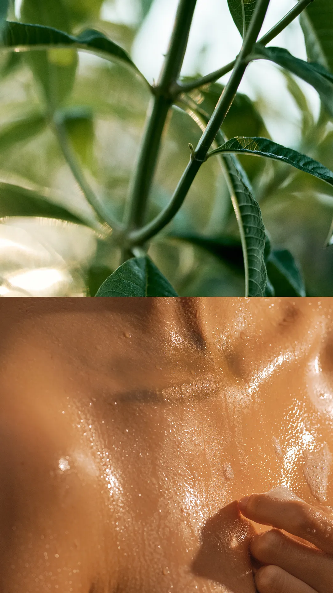 projet l'occitane réalisé par l'agence raymonde